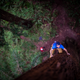 Illustration for article titled Watch This Guy Free Climb A Giant Redwood